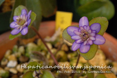 HepaticaNobilis20110305a.jpg