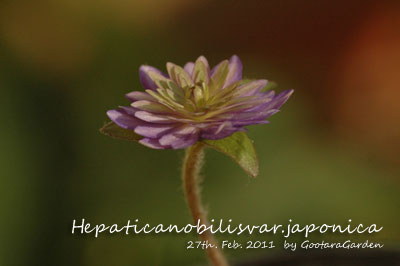 HepaticaNobilis20110227d.jpg