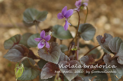 Viola-labradorica100403.jpg