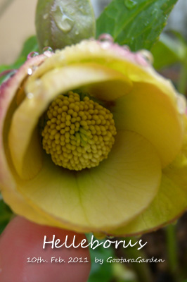 ss-Yellow20110210b.jpg