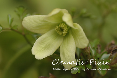 Clm-Pixie20110416b.jpg