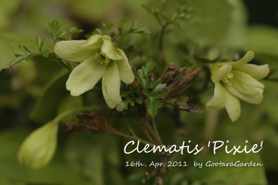 Clm-Pixie20110416a.jpg