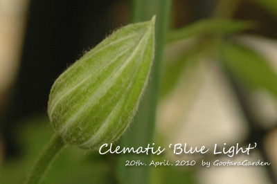 Clm-Bluelight100420.jpg