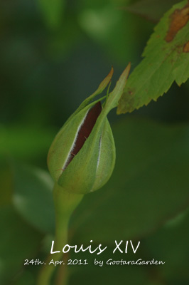 ルイ14世の蕾