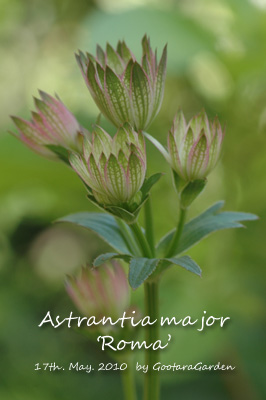 Astrantia20100517b.jpg