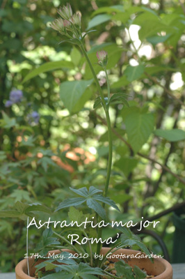 Astrantia20100517a.jpg