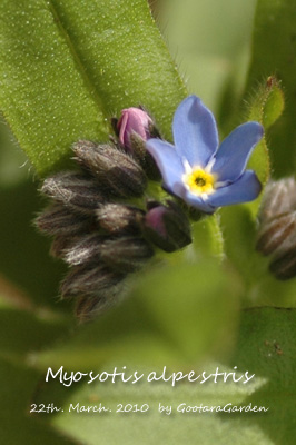 Myosotis20100403.jpg