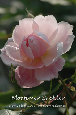 モーティマーの蕾の開き始め～薔薇卵