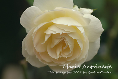 R-MarieAntoinette091113a.jpg