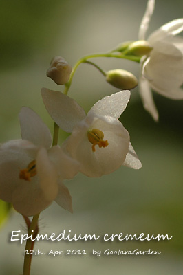 あ、エゴノキの花に似てる！