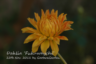 dahlia-20111126-1.jpg