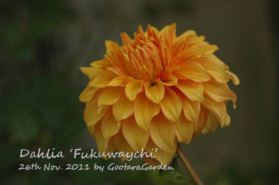 dahlia-20111126-2.jpg