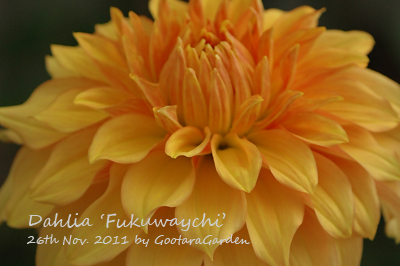 dahlia-20111126-3.jpg