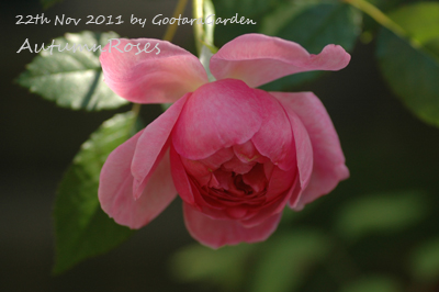 roses2-2012Autumn.jpg