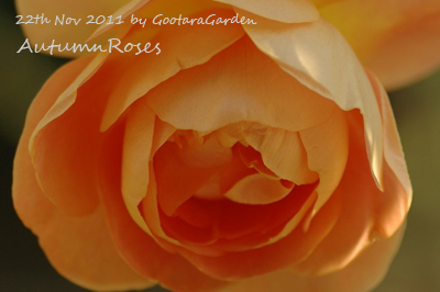 roses3-2012Autumn.jpg