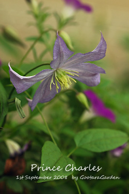 開花が早いっ