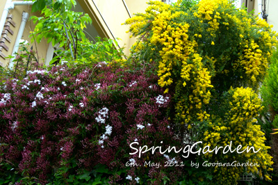 Garden-Spr20110506c.jpg