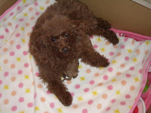 かのんとベビー