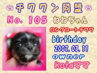 チワワン同盟：105.jpg