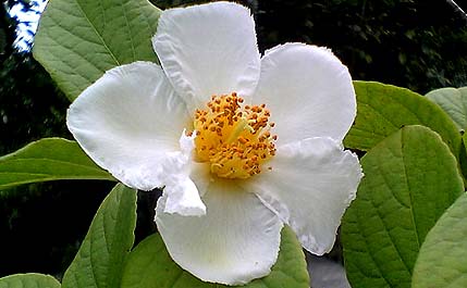 flower-2.jpg