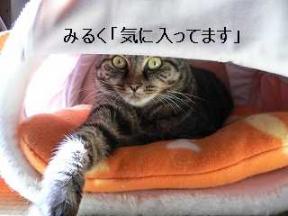 みるく猫ハウス言葉入り２