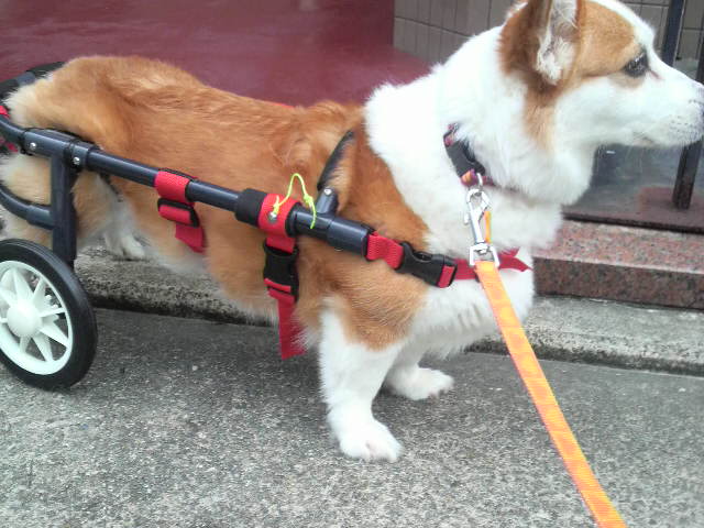 マロン車いす 004.JPG