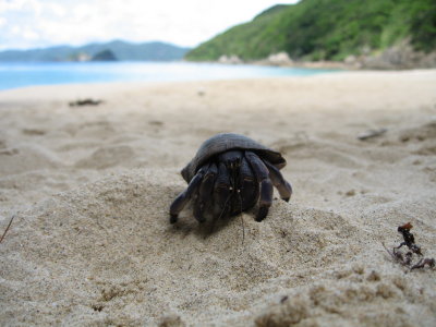 ムラサキオカヤドカリ