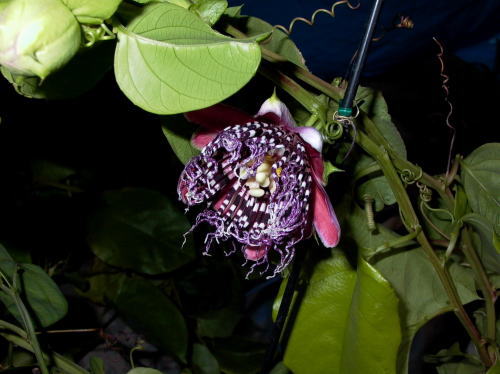 とけいそう（パッシフロラ・アラータ）