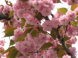 八重桜５やや引き