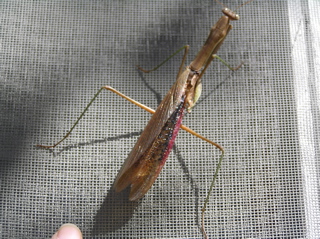 カマキリ