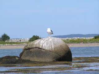 岩の上のカモメ