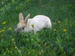 うさぎ