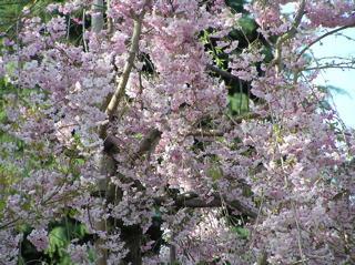 しだれ桜