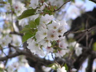 隣家の桜