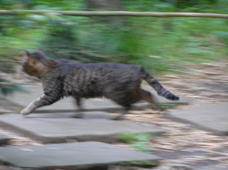 武相荘１走る猫