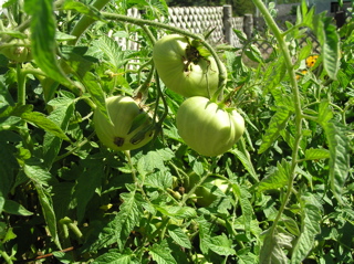 野菜　緑のトマト