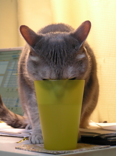 カップに顔入れ水飲むマリコ