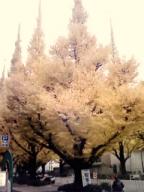 ginkgo 2