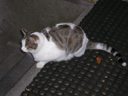 ファン・ローン博物館　猫３