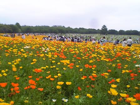 昭和記念公園