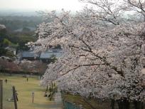 奈良　桜