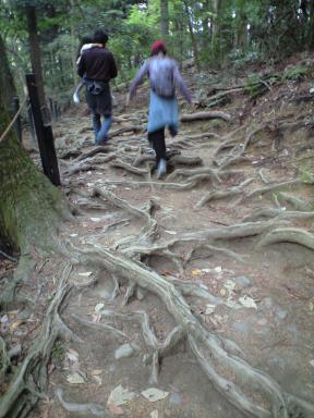 鞍馬　木の根道