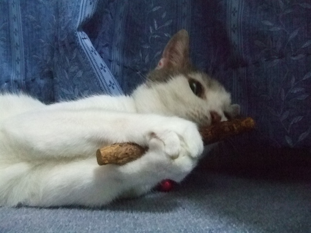 hana - またたび１.jpg