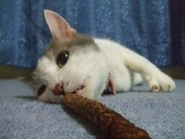 hana - またたび２.jpg