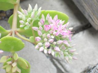 画像 236.jpg