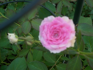 ミミエデン 8月.jpg