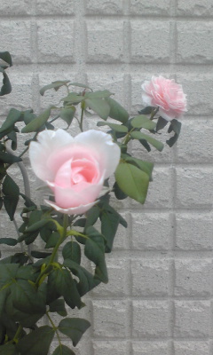 ナエマ 8月-1.jpg