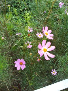 photo003.jpg