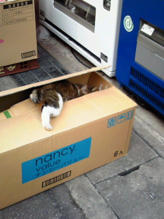 段ボール箱に進入していく猫ちゃん