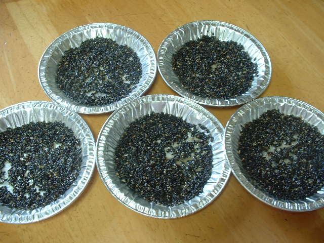 黒胡麻フロランタン